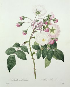Adelia aurelianensis, grabado por Victor, de 